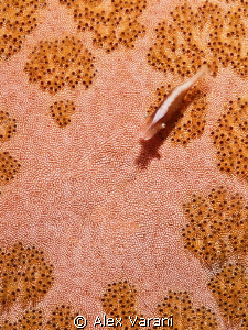 Periclemenes imperator on pillow seastar by Alex Varani 